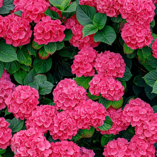 🌈mix hydrangea seeds - beautiful and hardy perennial flowers for your garden 🌺 buy 1 get 1 free!🌺