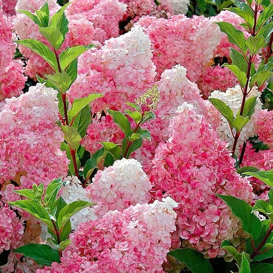 🌈Mix Hydrangea Seeds - Beautiful and Hardy Perennial Flowers for Your Garden 🌺 BUY 1 GET 1 FREE!🌺