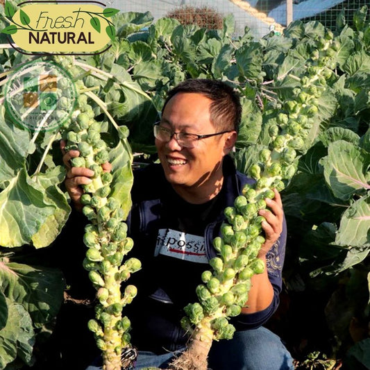 🔥MINI CABBAGE SEEDS🔥 + 100 grams Organic Pot mix Free