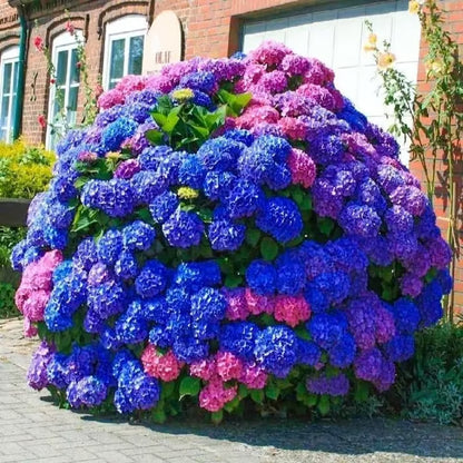 🌈Mix Hydrangea Seeds - Beautiful and Hardy Perennial Flowers for Your Garden 🌺 BUY 1 GET 1 FREE!🌺