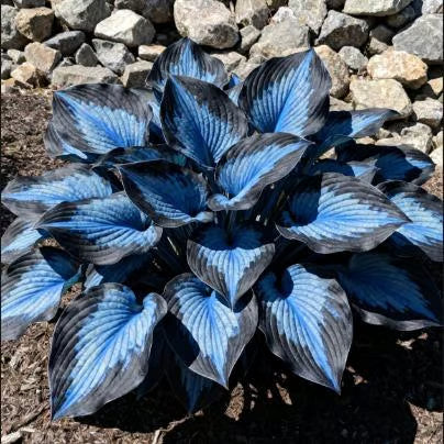 🔥🌌 glow-in-the-dark garden magic: rare dark blue flame hostas seeds ❤ buy 1 get 1 free ❤