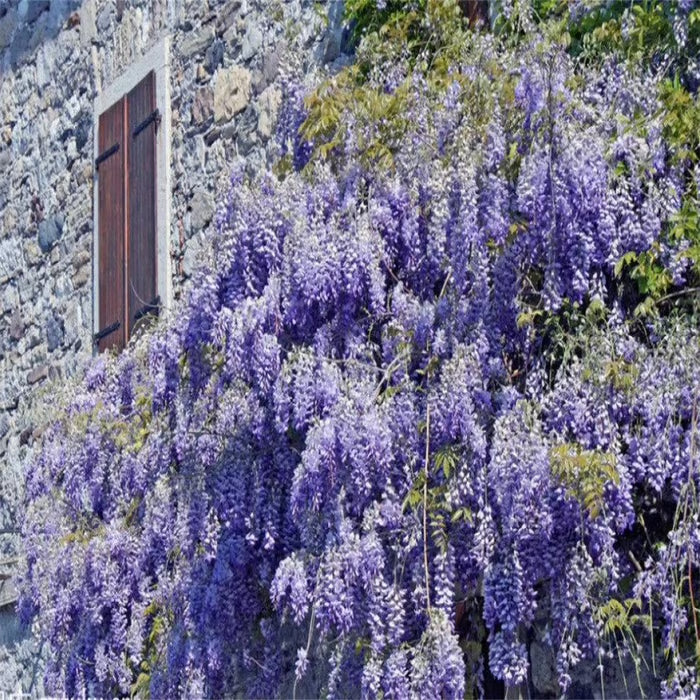 🌸wisteria seeds- the garden’s cascading beauty all year round🔥 buy 1 get 1 free! 🔥