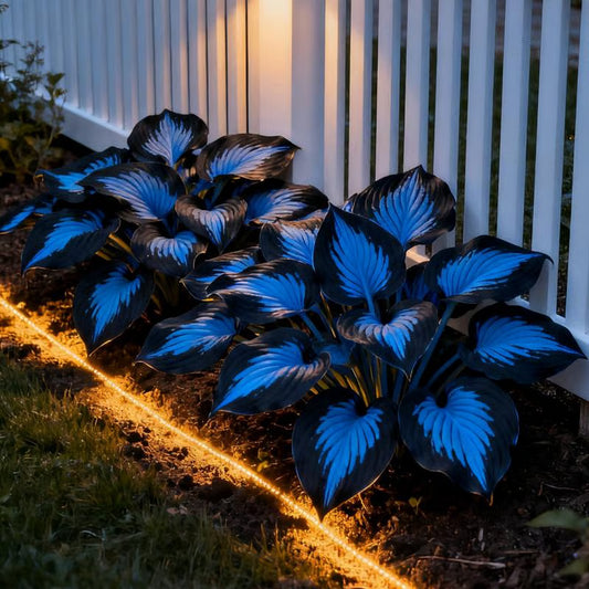 🔥🌌 Glow-in-the-Dark Garden Magic: Rare Dark Blue Flame Hostas Seeds ❤ Buy 1 Get 1 Free ❤