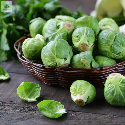 🔥MINI CABBAGE SEEDS🔥🌱BUY 1 GET 1 FREE! 🌱