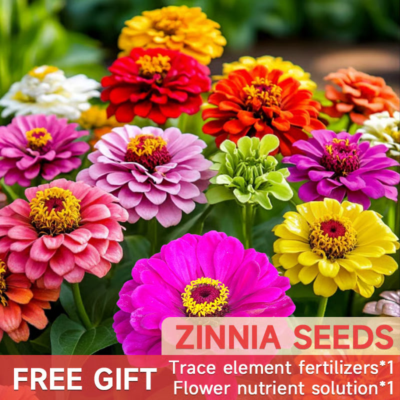 🌺double zinnia mixed color seeds🌺🌸easy-grow heirloom blooms for your garden🌸🔥buy 1 get 1 free🔥