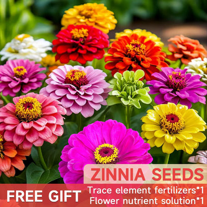 🌺Double Zinnia Mixed Color Seeds🌺🌸Easy-Grow Heirloom Blooms for Your Garden🌸🔥Buy 1 Get 1 Free🔥