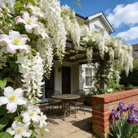 🌸Winter-Friendly Hanging Jasmine—Dreamy Indoor Flower🌿❄️100 Grams Organic Pot Mix Free