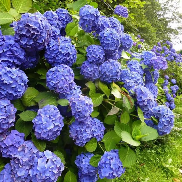 🌈mix hydrangea seeds - beautiful and hardy perennial flowers for your garden 🌺 buy 1 get 1 free!🌺