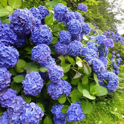 🌈Mix Hydrangea Seeds - Beautiful and Hardy Perennial Flowers for Your Garden 🌺 BUY 1 GET 1 FREE!🌺