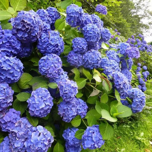 🌈Mix Hydrangea Seeds - Beautiful and Hardy Perennial Flowers for Your Garden 🌺 BUY 1 GET 1 FREE!🌺
