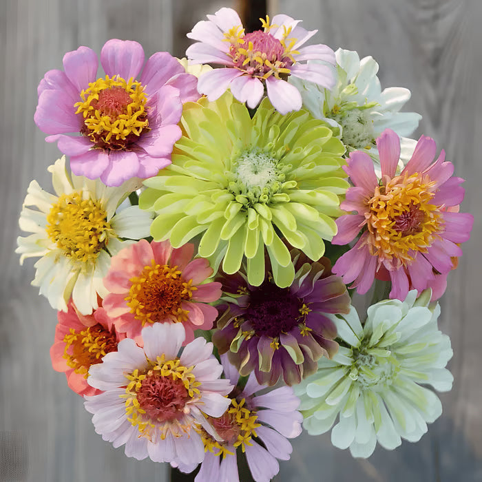 🌺double zinnia mixed color seeds🌺🌸easy-grow heirloom blooms for your garden🌸🔥buy 1 get 1 free🔥
