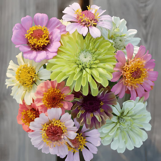 🌺Double Zinnia Mixed Color Seeds🌺🌸Easy-Grow Heirloom Blooms for Your Garden🌸🔥Buy 1 Get 1 Free🔥