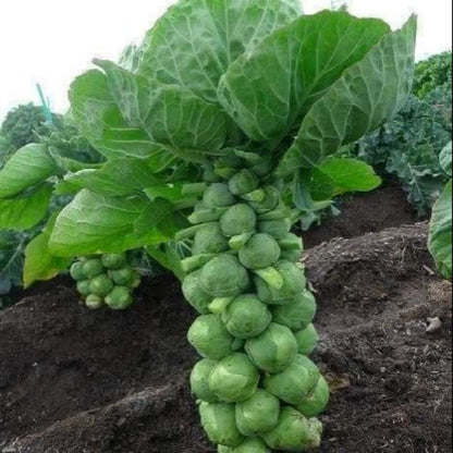 🔥MINI CABBAGE SEEDS🔥🌱BUY 1 GET 1 FREE! 🌱