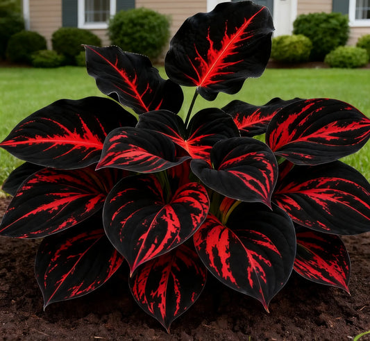🔥🖤Flame Black Red Rare Hosta Flower Seeds 🌱BUY 1 GET 1 FREE! 🌱 🎁2025 Special Offer