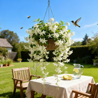 🌸Winter-Friendly Hanging Jasmine—Dreamy Indoor Flower🌿❄️100 Grams Organic Pot Mix Free