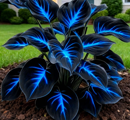 🔥🌌 Glow-in-the-Dark Garden Magic: Rare Dark Blue Flame Hostas Seeds ❤ Buy 1 Get 1 Free ❤