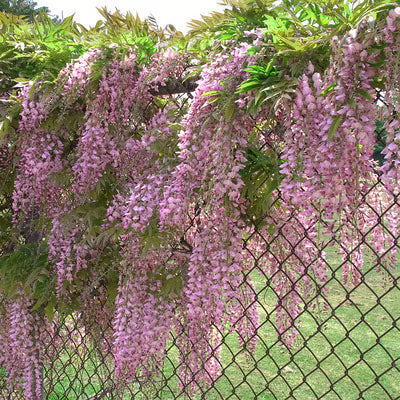 🌸wisteria seeds- the garden’s cascading beauty all year round🔥 buy 1 get 1 free! 🔥