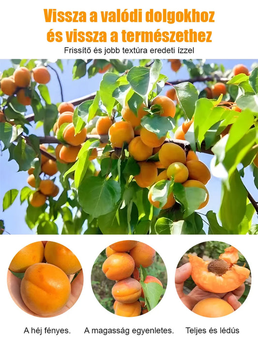 High Yielding, Easy-to-Vitalize Apricot Tree Seeds ??BUY 1 GET 1 FREE! ?