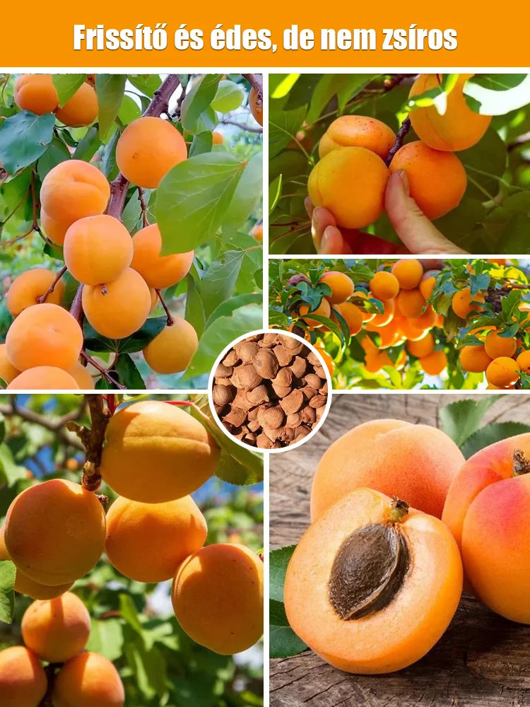 high yielding, easy-to-vitalize apricot tree seeds ??buy 1 get 1 free! ?