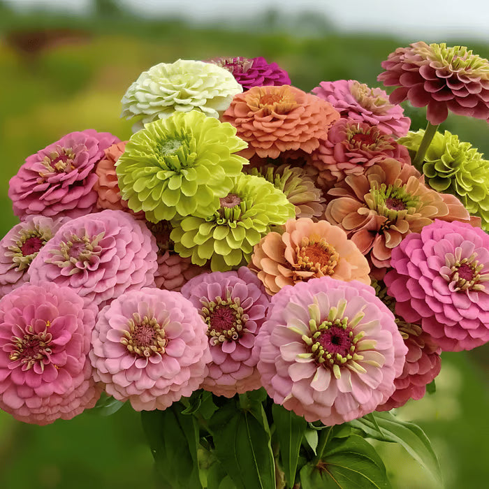 🌺double zinnia mixed color seeds🌺🌸easy-grow heirloom blooms for your garden🌸🔥buy 1 get 1 free🔥