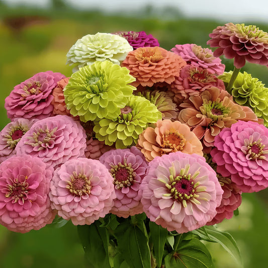 🌺Double Zinnia Mixed Color Seeds🌺🌸Easy-Grow Heirloom Blooms for Your Garden🌸🔥Buy 1 Get 1 Free🔥