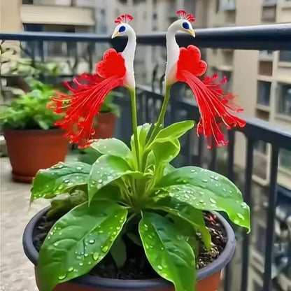 🦚🦚 Peacock Flower Bulbs — Plant hope, watch splendor bloom!🌸🌸 + 100 grams Organic Pot mix Free