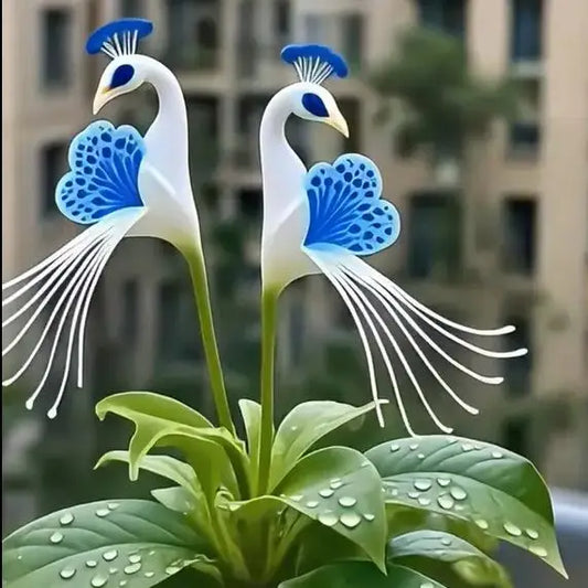 🦚🦚 Peacock Flower Bulbs — Plant hope, watch splendor bloom!🌸🌸 + 100 grams Organic Pot mix Free