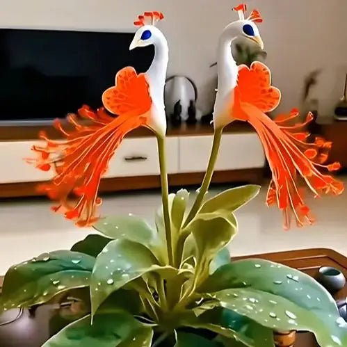 🦚🦚 peacock flower bulbs — plant hope, watch splendor bloom!🌸🌸 + 100 grams organic pot mix free