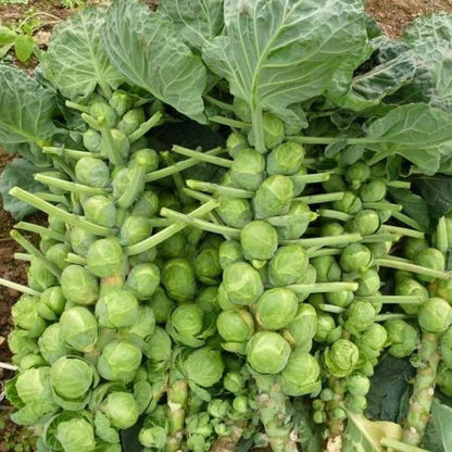 🔥MINI CABBAGE SEEDS🔥 + 100 grams Organic Pot mix Free