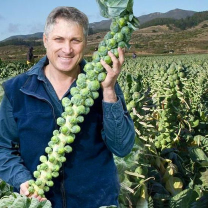 🔥MINI CABBAGE SEEDS🔥 + 100 grams Organic Pot mix Free