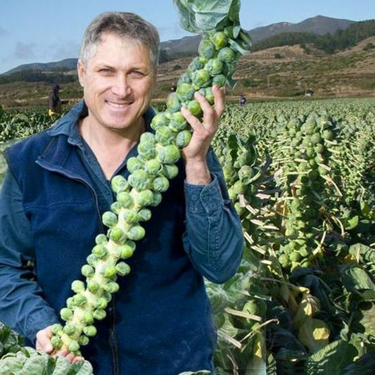 🔥MINI CABBAGE SEEDS🔥🌱BUY 1 GET 1 FREE! 🌱